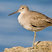Willet